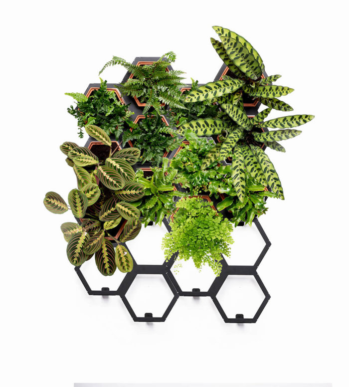 A large living wall planter kit that fits that will give your space botanical comfort. The design makes it easy to care for and fit into your interior style. A large, but not overly imposing indoor plant wall kit consisting of 12 terracotta planters and 6 frames. With this large living wall planter, you can have a different natural home effect for different rooms. For instance, a vertical food garden, an impressive living room statement piece to soothe body and mind, an inviting green wall hallway, or a fully immersive living green bathroom. The plants can easily be lifted out for re-potting. Watering the plant's roots is easy through the holes in the planter's top side, which features a sloping edge to avoid spills. The terracotta planters are beautiful in themselves, so leave some of them unplanted while you decide the direction you want your vertical wall planter to take. The frames are made of powder coated steel. The vertical garden planters are available to order in 4 sizes (small to extra large). You can buy spare planters and frames as your urban jungle expands and you want to grow your vertical wall planter. Product dimensions: (w)920mm x (h)1150mm x (d)180mm Plants not included, but we have some great tips for living wall plants on the website. The terracotta planters and frames, by Horticus, are made in the UK by craftsmen with expertise and precision. Note, some natural variation in tone occurs in terracotta. Please contact us for a shipping quote.