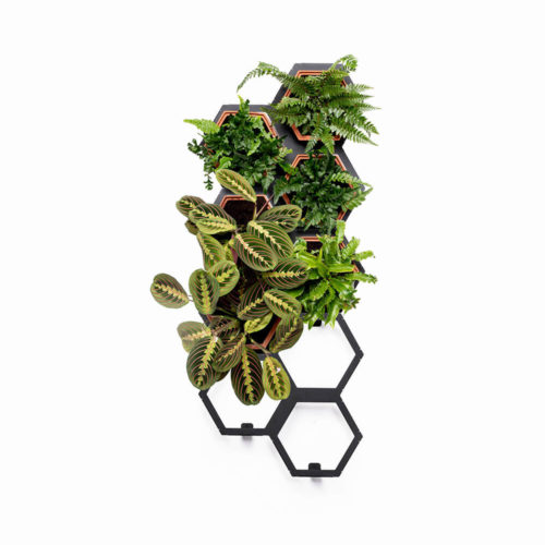 A vertical planter that makes a statement in a natural interior. Botanical style that's easy to care for. An ideal interior living wall kit consisting of 6 terracotta planters and 3 frames. This modular living wall system lets you customise the look, with a choice of kits to suit the space and style of your room (S-XL). There's so much potential to design your perfect layout! Water your vertical horticulture garden from the top of each terracotta planter, through the specially designed holes. The slope to prevents overflowing. The natural terracotta planters and frames are made to be visible. The frames are stylishly made from powder coated steel. Reconnect your home interior with nature with a vertical living wall; your mind and body will thank you for it. Bringing nature into our home for wellness called biophilic interiors. Create a vertical living wall statement piece, an urban jungle bathroom, vertical garden kitchen or a relaxing oasis in a bedroom. Add some air purifying and calming plants in your vertical planter, like lavender and peace lilies, creating your dream nature inspired home decor. Product dimensions based on the visual shown: medium kit (w)460mm x (h)1150mm x (d)180mm The terracotta planters and frames are made in the UK by Horticus with passion, expertise and precision. Not all terracotta planters will look identical, but each will have its own unique tone.