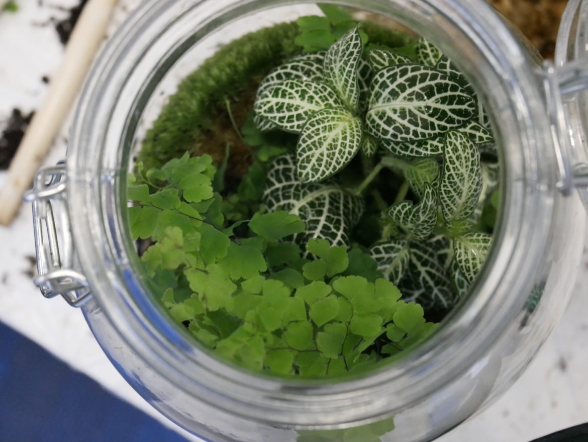Make a terrarium - so simple and inexpensive! This aesthetically pleasing terrarium is made with a fern and fittonia. I chose to limit to greens for timeless appeal.