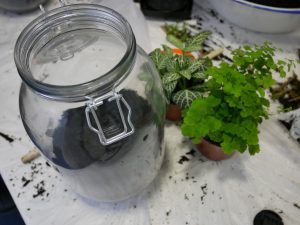 Place two small plants in a hole in the compost.