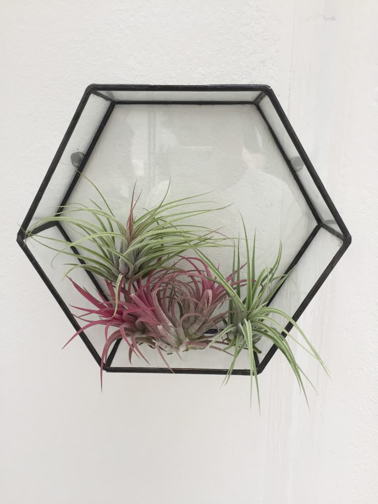 House & Garden Fair - Beautiful shades of air plant from Monti by Monti