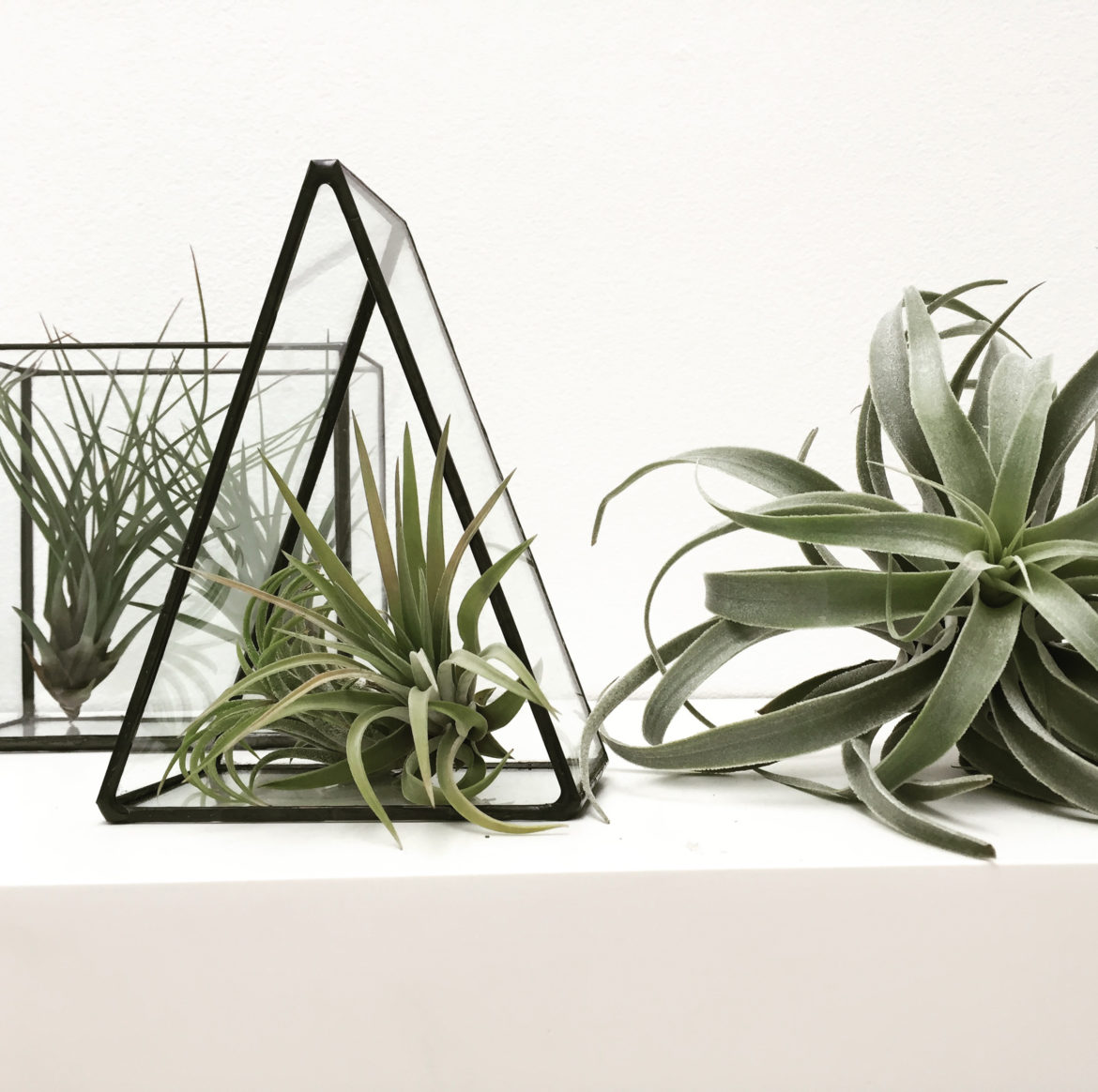 Tillandsia Cacticola airplant by Monti by Monti