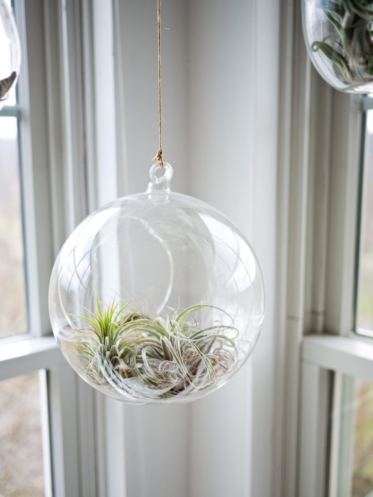 Air plants are delicately beautiful. Place by the window to draw your eyes to the outside view. Photographer: Jeff Sheldon from Unsplash