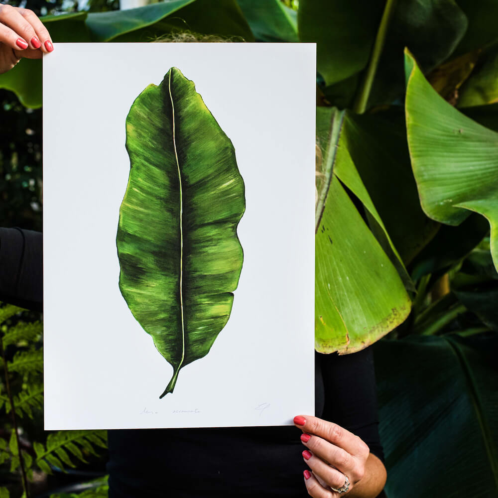 Banana Leaf print Musa Acuminata. Painted, printed and hand finished in Belfast by Dollybirds Art. Printed onto thick 300GSM IPS uncoated art paper. Part of the inspiring Dollybirds Art botanical collection, getting you one step closer to nature.