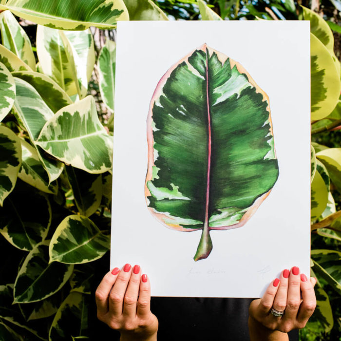 Rubber Plant print Ficus Elastica lifestyle signed A3. Painted, printed and hand finished in Belfast by Dollybirds Art. Printed onto thick 300GSM IPS uncoated art paper. Part of the inspiring Dollybirds Art botanical collection, getting you one step closer to nature.