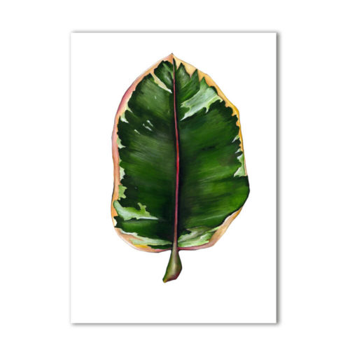 Rubber Plant print Ficus Elastica product, signed A3. Painted, printed and hand finished in Belfast by Dollybirds Art. Printed onto thick 300GSM IPS uncoated art paper. Part of the inspiring Dollybirds Art botanical collection, getting you one step closer to nature.