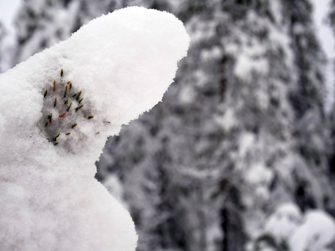 Snow on woodland pine branch, Sweden. Photo by Anna Sjostrom Walton, Chalk & Moss.