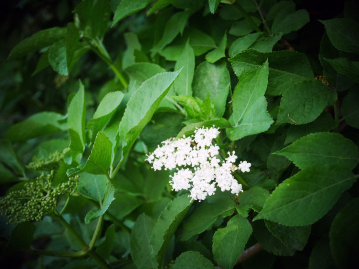 How to make elderflower cordial – easy & refreshing summer in a bottle!