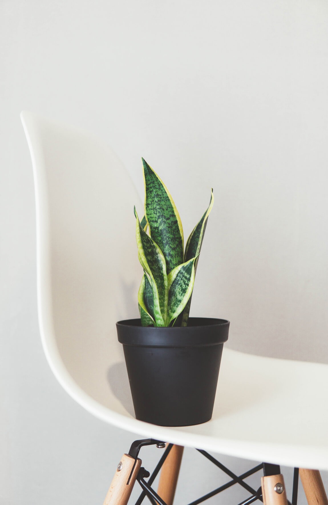 The Snake Plant or Mother In Laws Tongue (Sansevieria Trifasciata) is a hardy plant whose air purifying properties help you get a good night's sleep! - Photo by Nikita Kachanovsky on unsplash