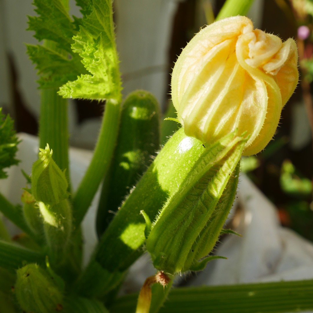 Courgettes and their flower. These make an excellent starter or side, deep fried in batter. See the recipe on chalkandmoss.com. 