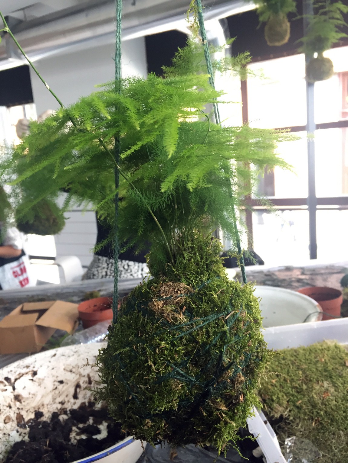 Once the moss in in place, twist twine around and create a hanging loop at the top. How to make Kokedama - find step by step instructions on Chalk & Moss (chalkandmoss.com).