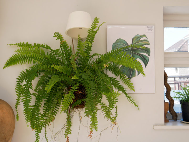 How to Make Kokedama Balls (Japanese Moss Balls)