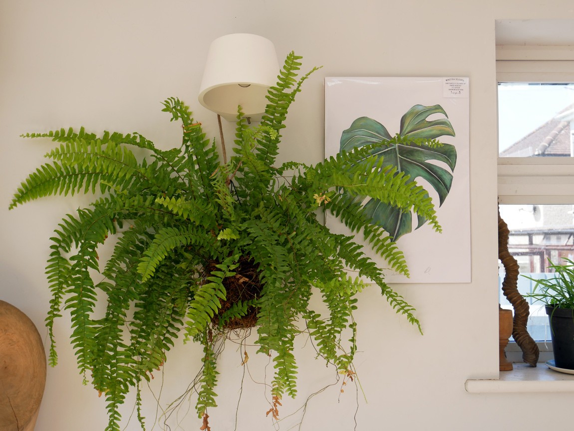 Kokedama balls can be made with large or small plants. Ferns and tropical plants are particularly suitable. The Cheese Plant (Monstera Deliciosa) print is by Dollybirds Art, available in the Chalk & Moss online shop. Learn how to make kokedama balls on the Chalk & Moss blog.