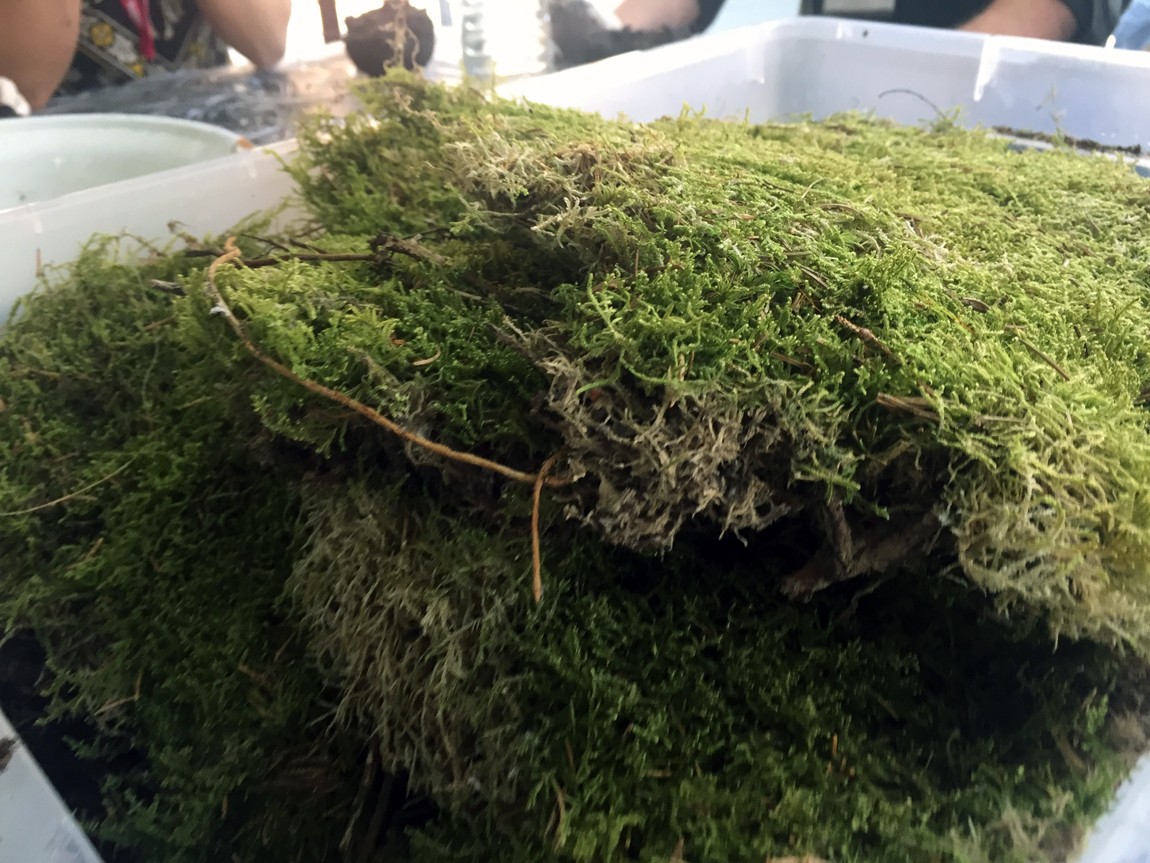 You can buy sheets of moss or harvest your own for your kokedama moss ball. How to make Kokedama - find step by step instructions on Chalk & Moss (chalkandmoss.com).