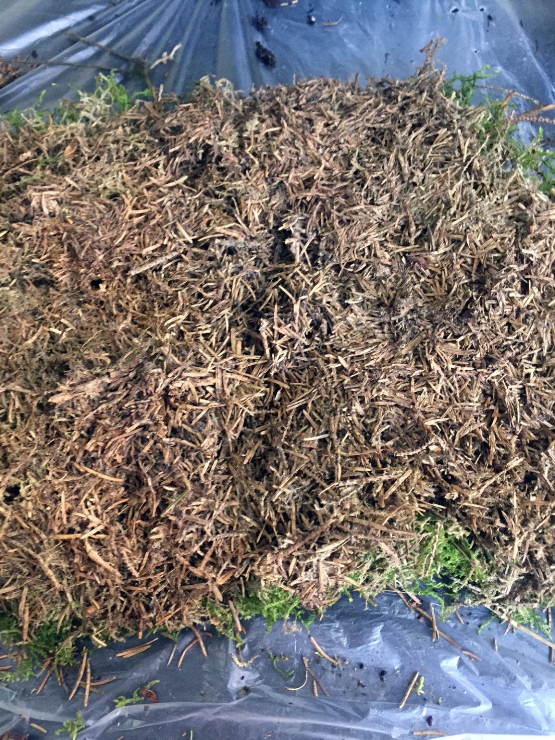 How to Make Kokedama Balls (Japanese Moss Balls) Chalk & Moss