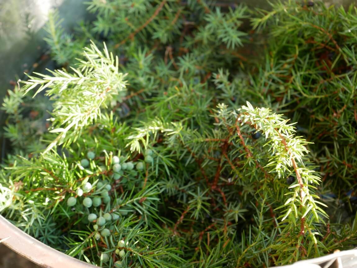 Juniper bushes and berries, ready to throw on the naked flames and cook hot smoked salmon. See the full feature on chalkandmoss.com.