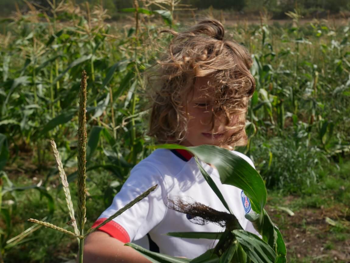 A boy in his happy field! Picking corn on the cob to cook later over an open camp fire. Bliss! Check out the blog at www.chalkandmoss.com for hot spoked salmon we cooked over fresh juniper bushes.