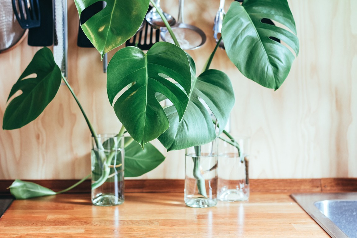 Wondering which is the best house plant to buy for your home or office? Go for both air purifying plants like peace lily or spider plants, combined with impressive big leaf plants like this cheese plant (aka monstera deliciosa) for maximum impact and benefit. Photo by Brina Blum on Unsplash