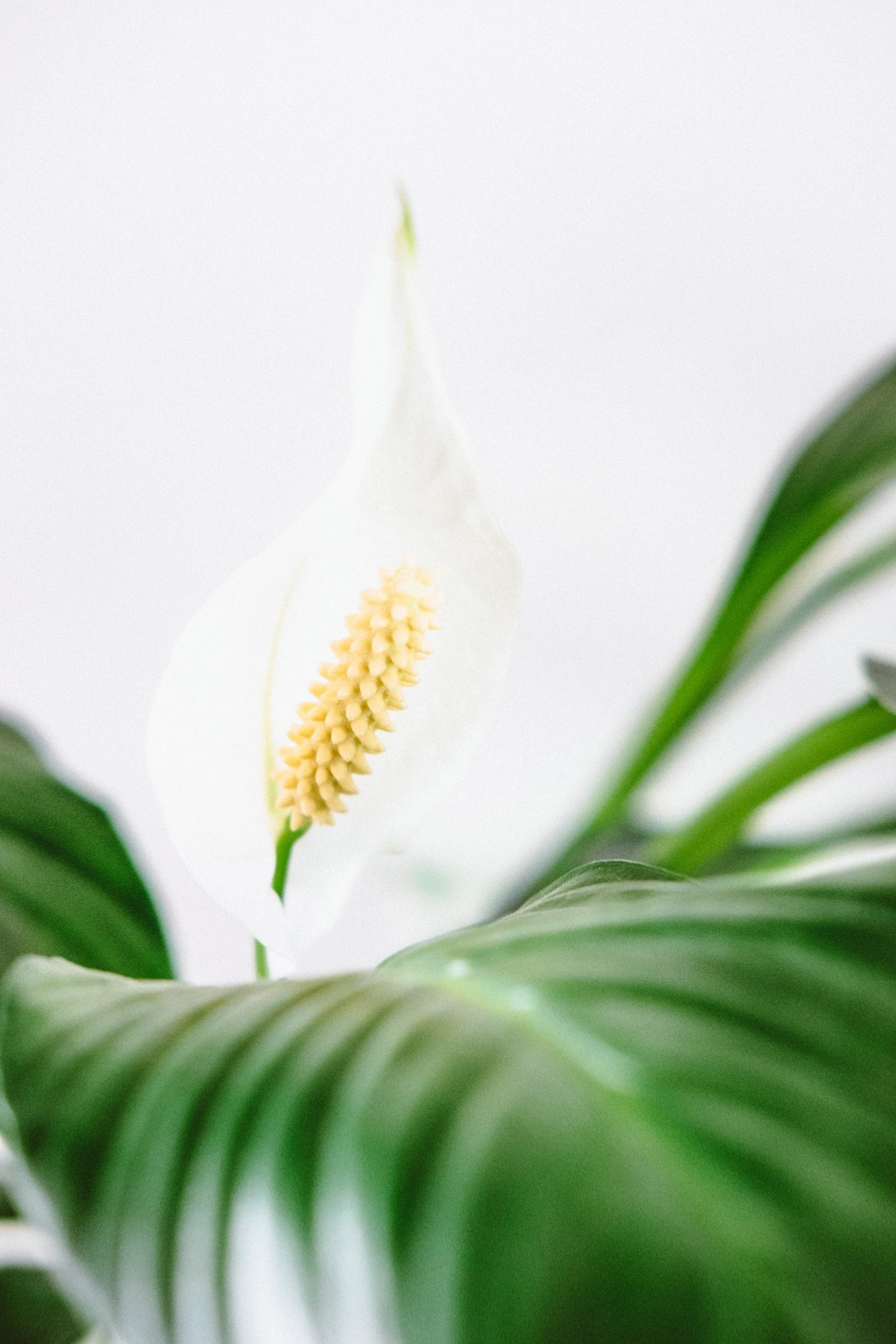 House plants can help care for your wellbeing, with many benefits. Here are some of them: - they purify the air, by removing pollutants and releasing oxygen - the let out phytochemicals, limiting mold spores and bacteria in the air - make the air more humid, great in houses with central heating - help you concentrate - lift your spirit, lowers heart rate and blood pressure improves relationships (yes really!). So now, which is the best house plant to buy? Read the blog at chalkandmoss.com to find out!