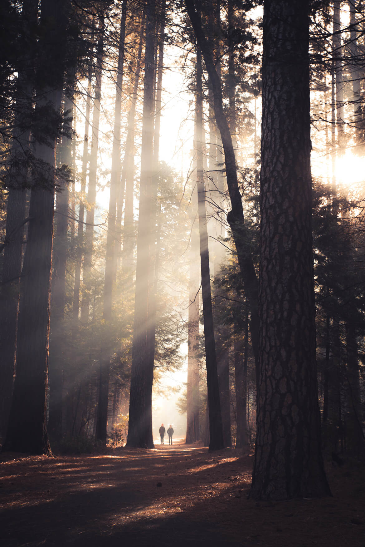 Two people walking in a sun dazzled forest. Research shows that forest walks, or simply being in the forest doing nothing, greatly improves our physical and mental health. This blog post explains why. 