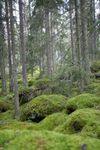 If you enjoy spending time outdoors, you'll know the special smell that comes with deep forests. Earthy, sweet, fresh and invigorating. This is Norra Kvill, a National Park of ancient forest in Southern Sweden.