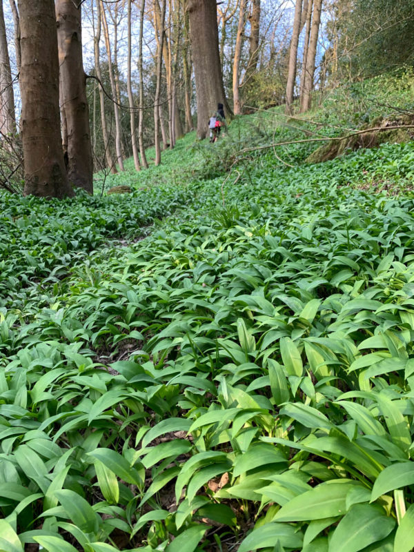 We had the fortune of stumbling on this vast field of wild garlic. At home, we made several wild garlic recipes, including wild garlic pesto and wild garlic salt.