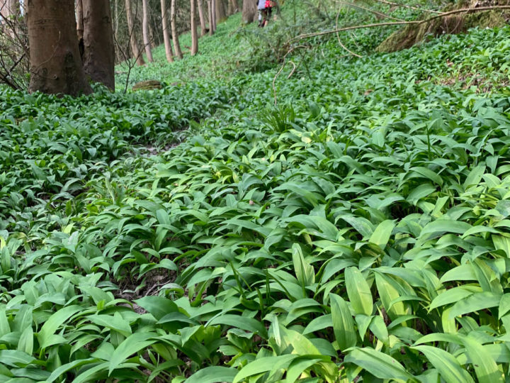 Wild garlic recipes – wild garlic pesto & wild garlic salt