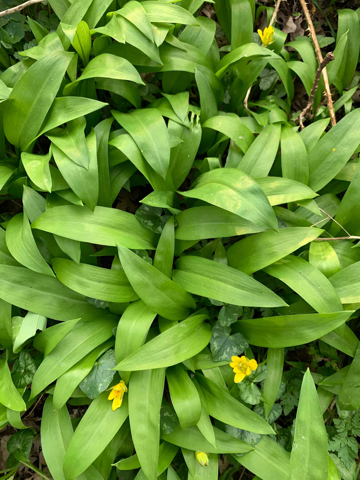 Note that foraging laws state that you may only pick plants and leaves that grow wild and you may not uproot any plant. Picking must be for your own use, not commercial. Learn the foraging law here on British Food. It's best to pick before the white flowers come out, but you can still pick them later too. When picking the leaves, watch out that you don't accidentally pick Lilly of the Valley leaves. It's easy to tell the difference though, as only wild garlic actually smells strongly of garlic.