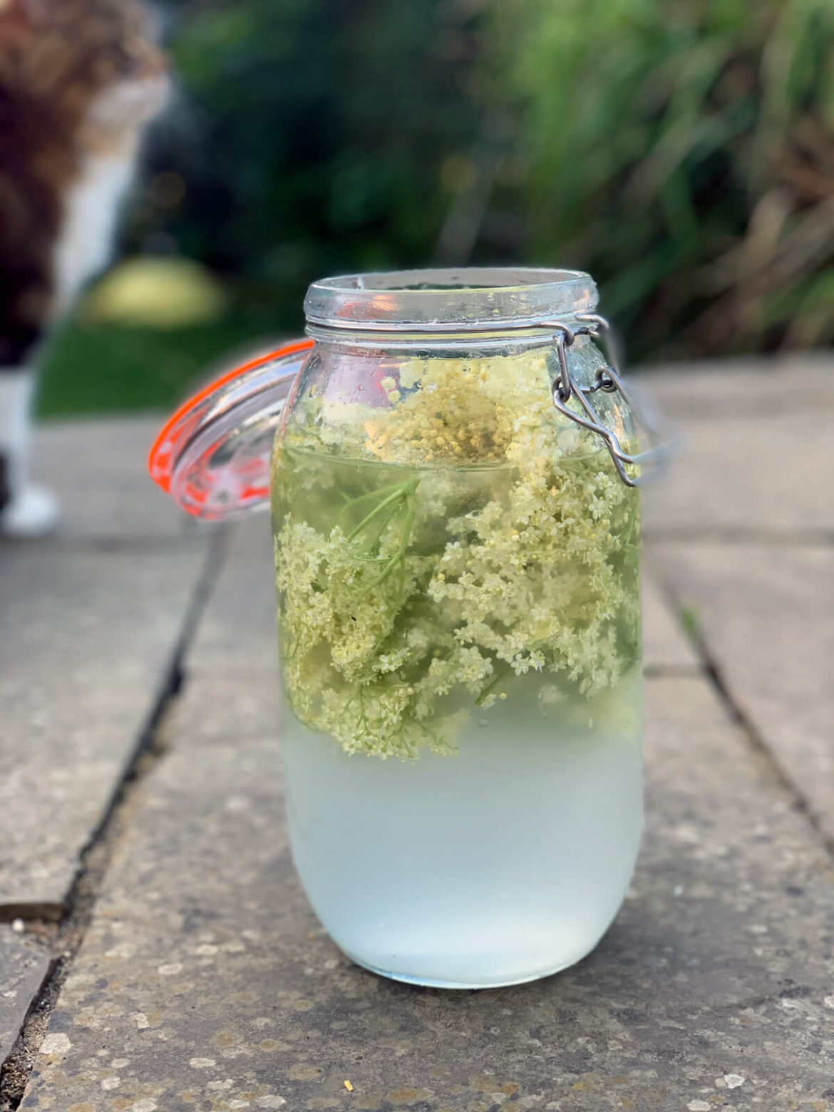 Water kefir recipe - elderflower kefir is THE BEST - Chalk & Moss